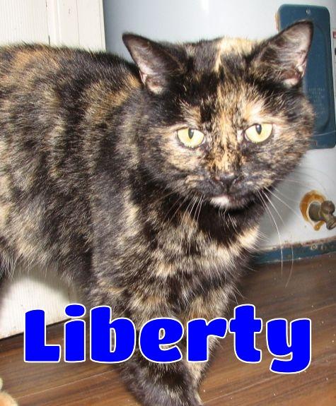 5478 Liberty, adopted, Adult Female Tortoiseshell.