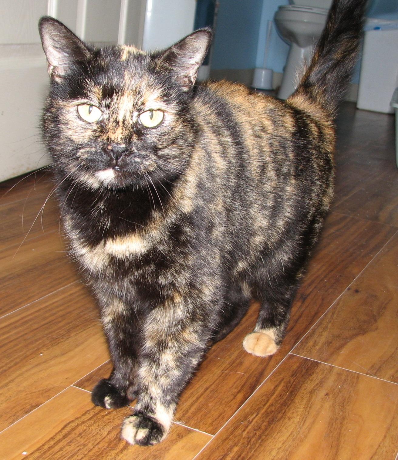 5478 Liberty, an adopted Tortoiseshell in Lawrenceburg, KY image 3/6