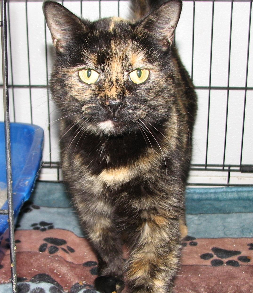 5478 Liberty, an adopted Tortoiseshell in Lawrenceburg, KY image 2/6