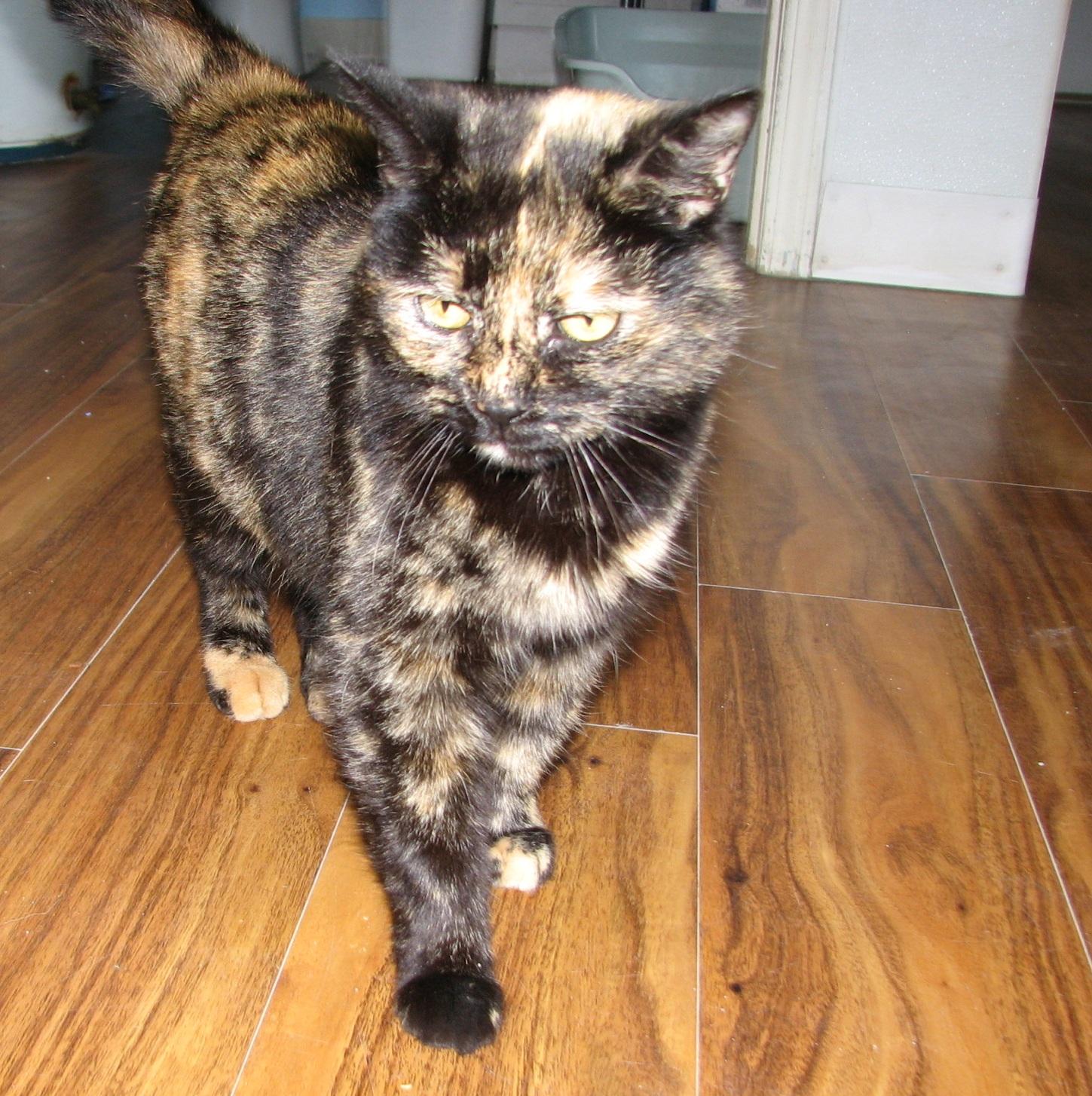 5478 Liberty, an adopted Tortoiseshell in Lawrenceburg, KY image 6/6