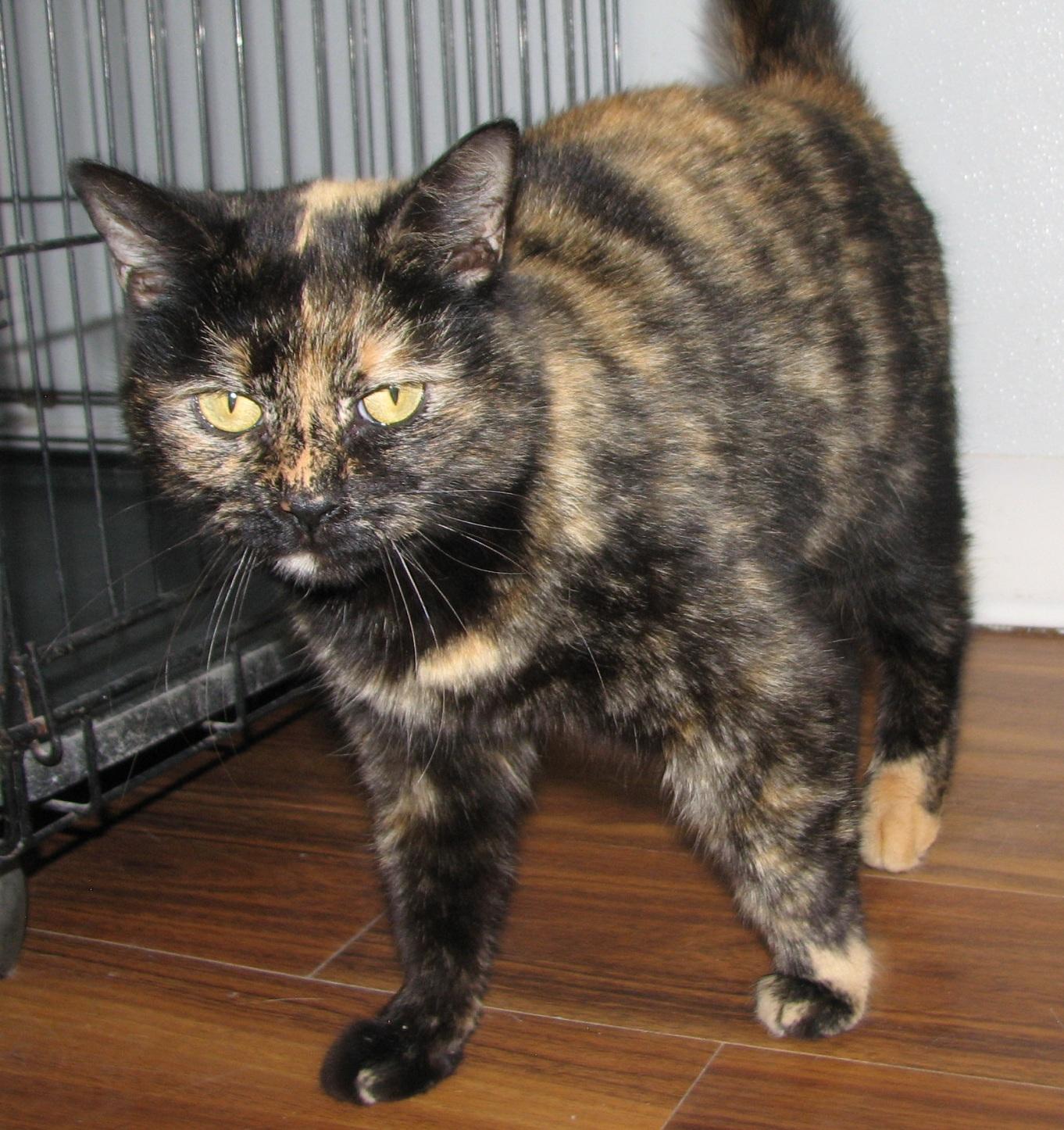 5478 Liberty, an adopted Tortoiseshell in Lawrenceburg, KY image 4/6
