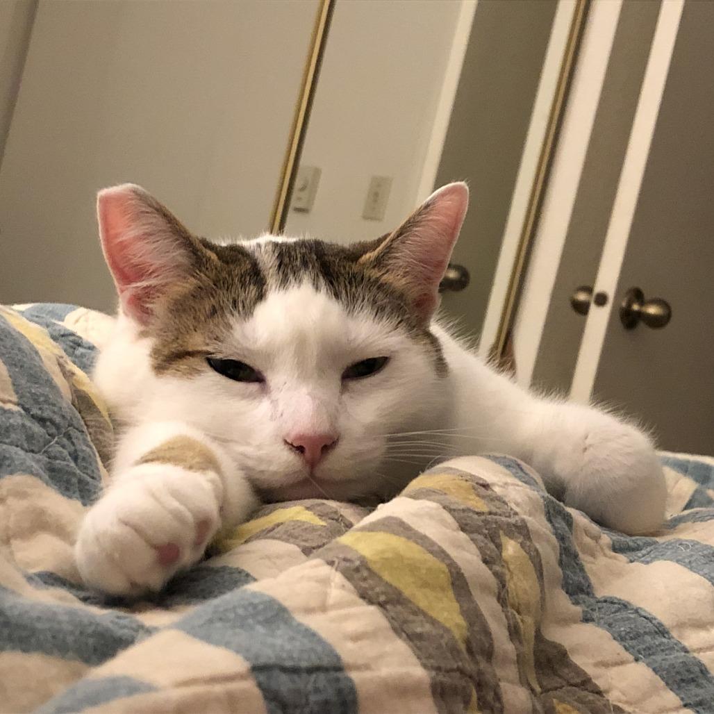 Nora, Adoptable, Senior Female Domestic Short Hair.