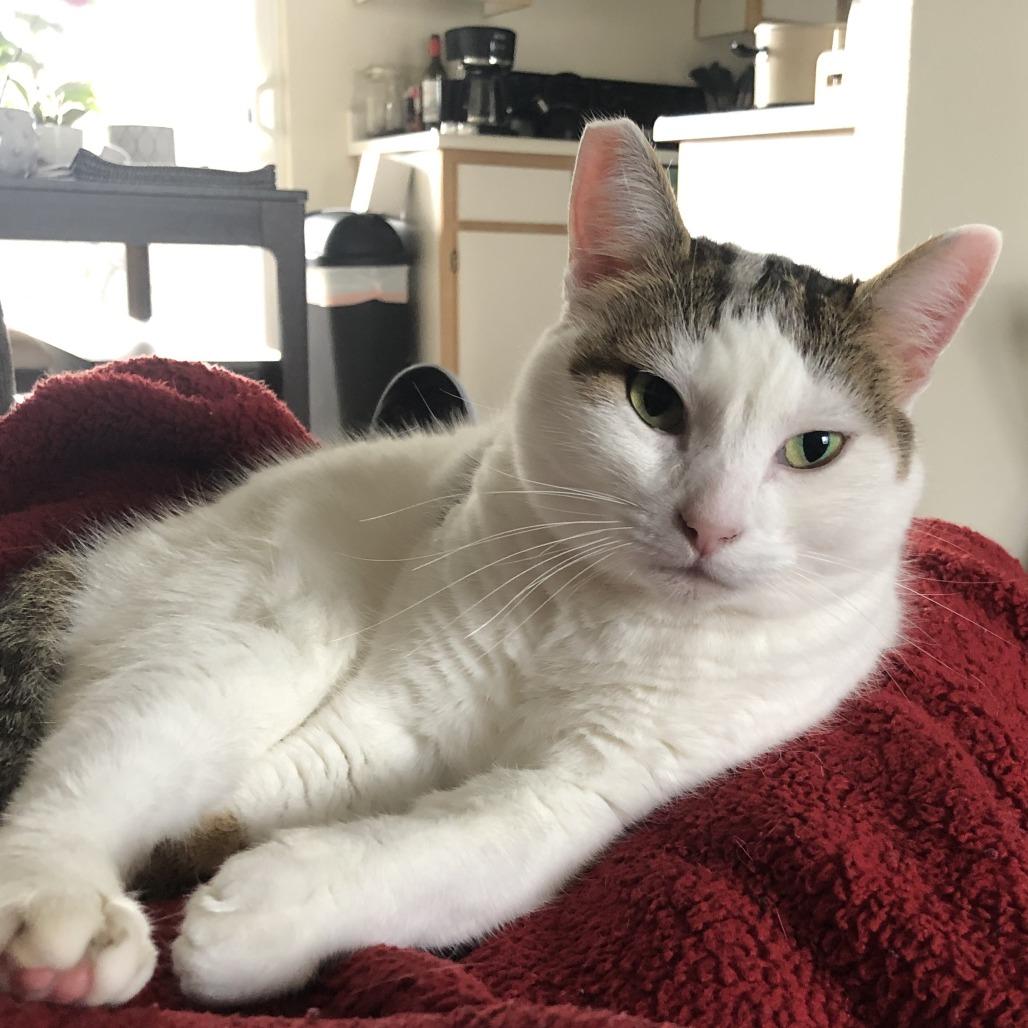Nora, a Adoptable Domestic Short Hair in Temecula, CA image 2/4