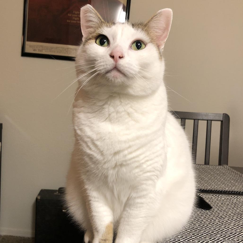 Nora, a Adoptable Domestic Short Hair in Temecula, CA image 3/4
