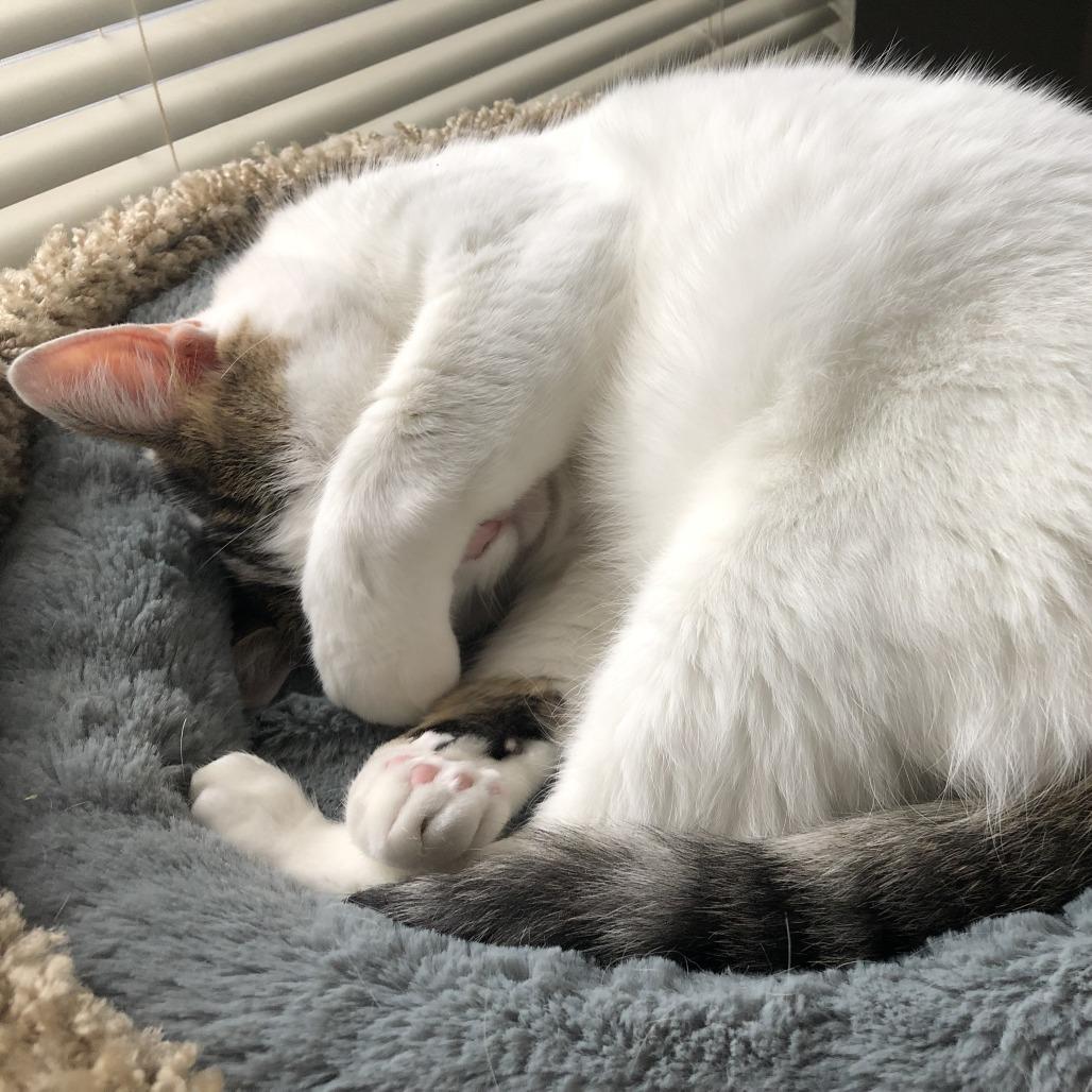 Nora, a Adoptable Domestic Short Hair in Temecula, CA image 4/4