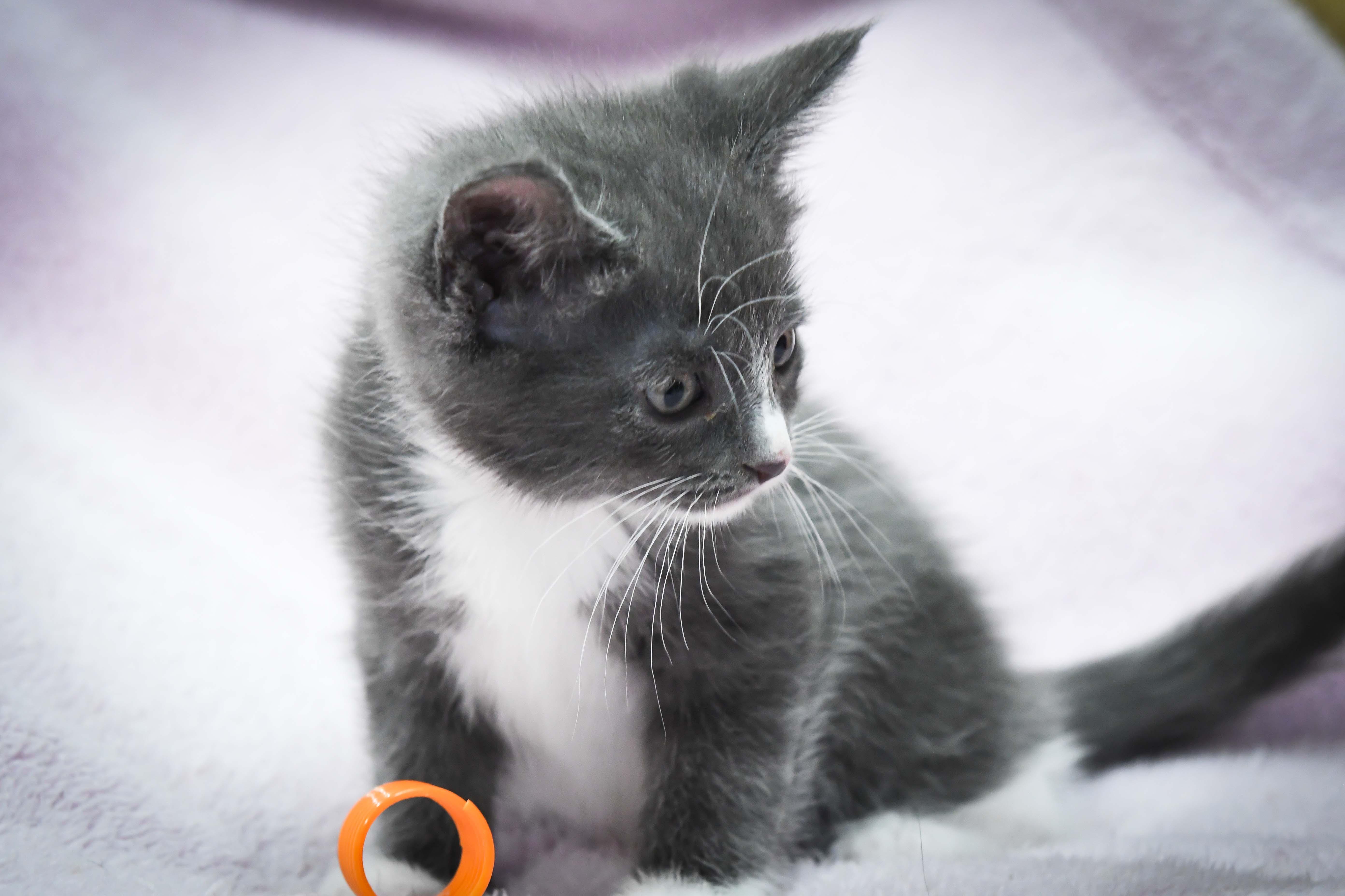 Valentino, a ADOPTABLE American Shorthair in Port Washington, WI image 3/3