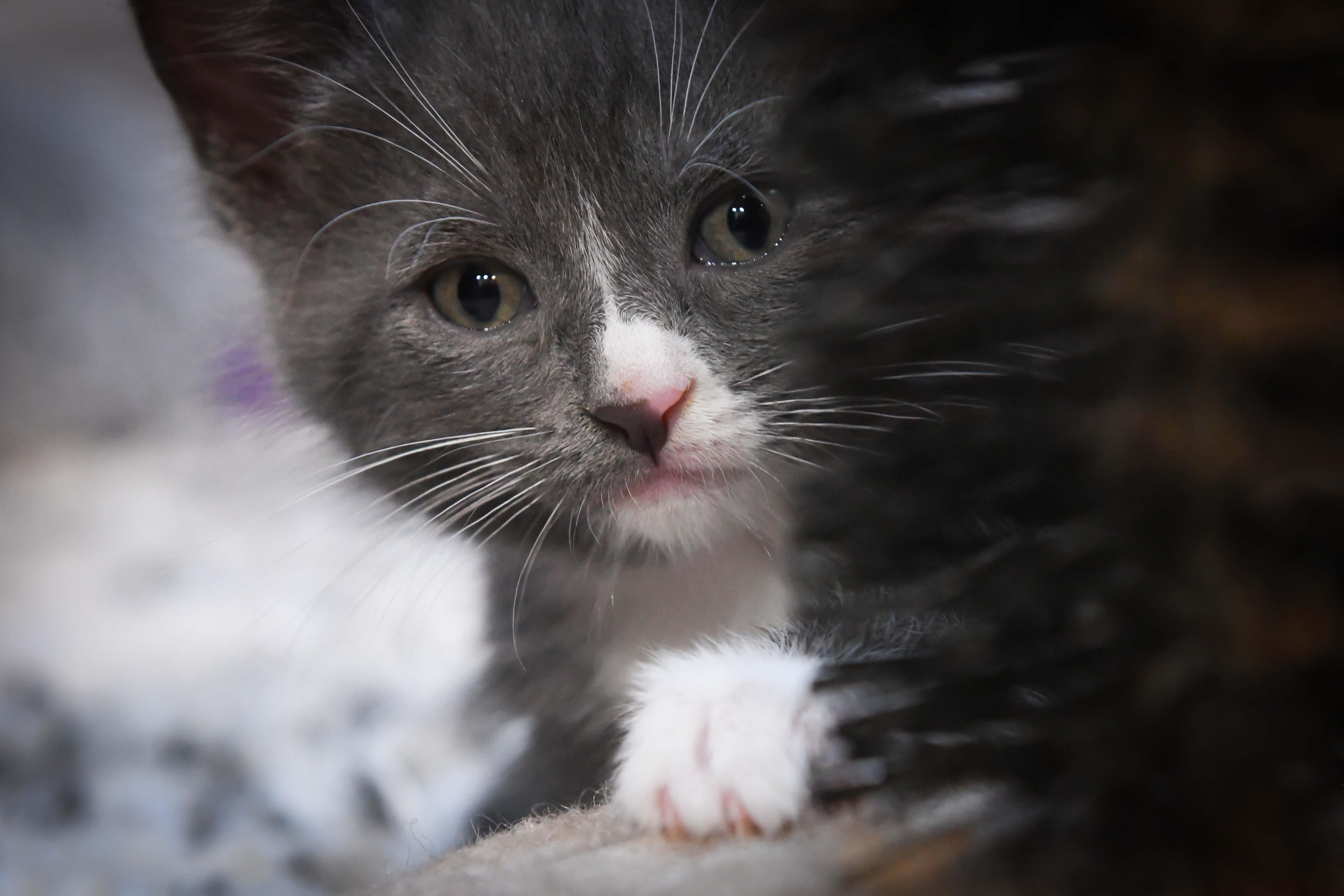 Valentino, a ADOPTABLE American Shorthair in Port Washington, WI image 2/3