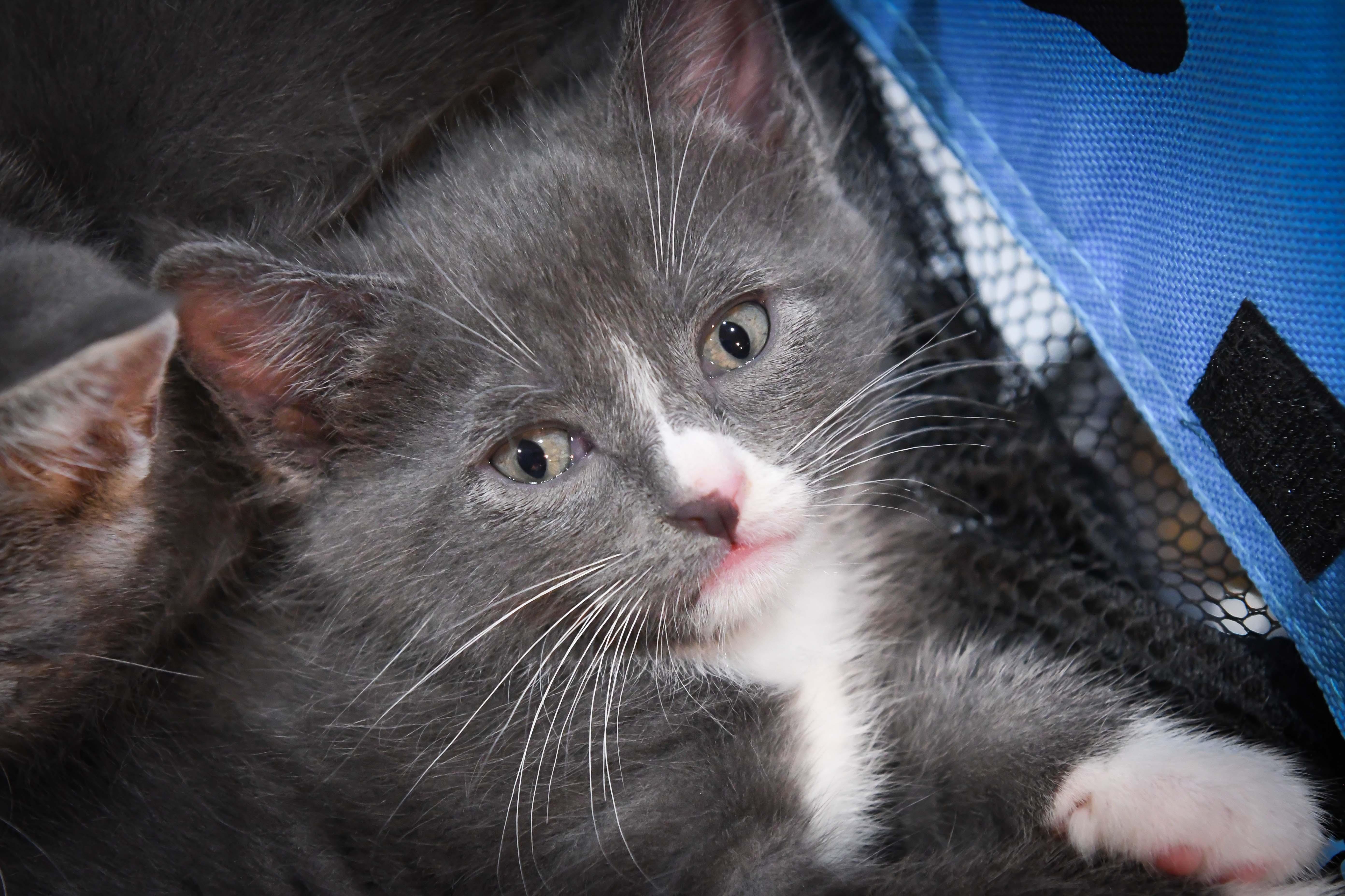 Valentino, ADOPTABLE, Kitten Male American Shorthair.