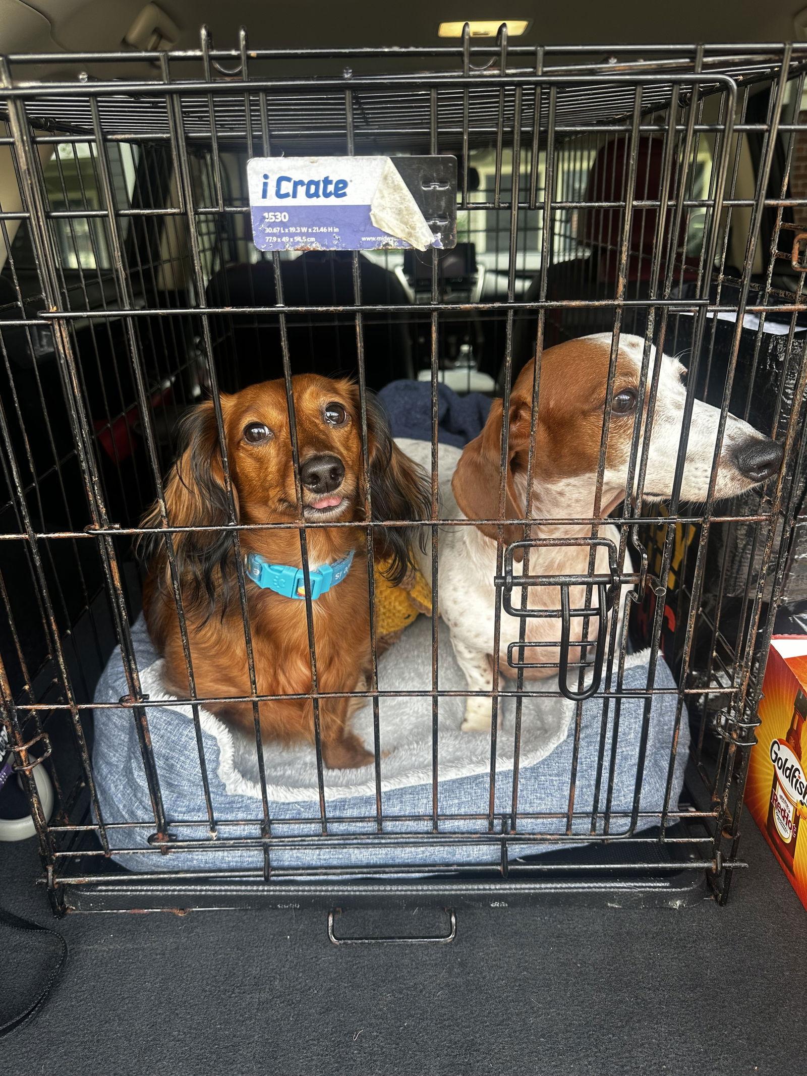 Peter Pan, a Adoptable Dachshund in Austin, TX image 2/3