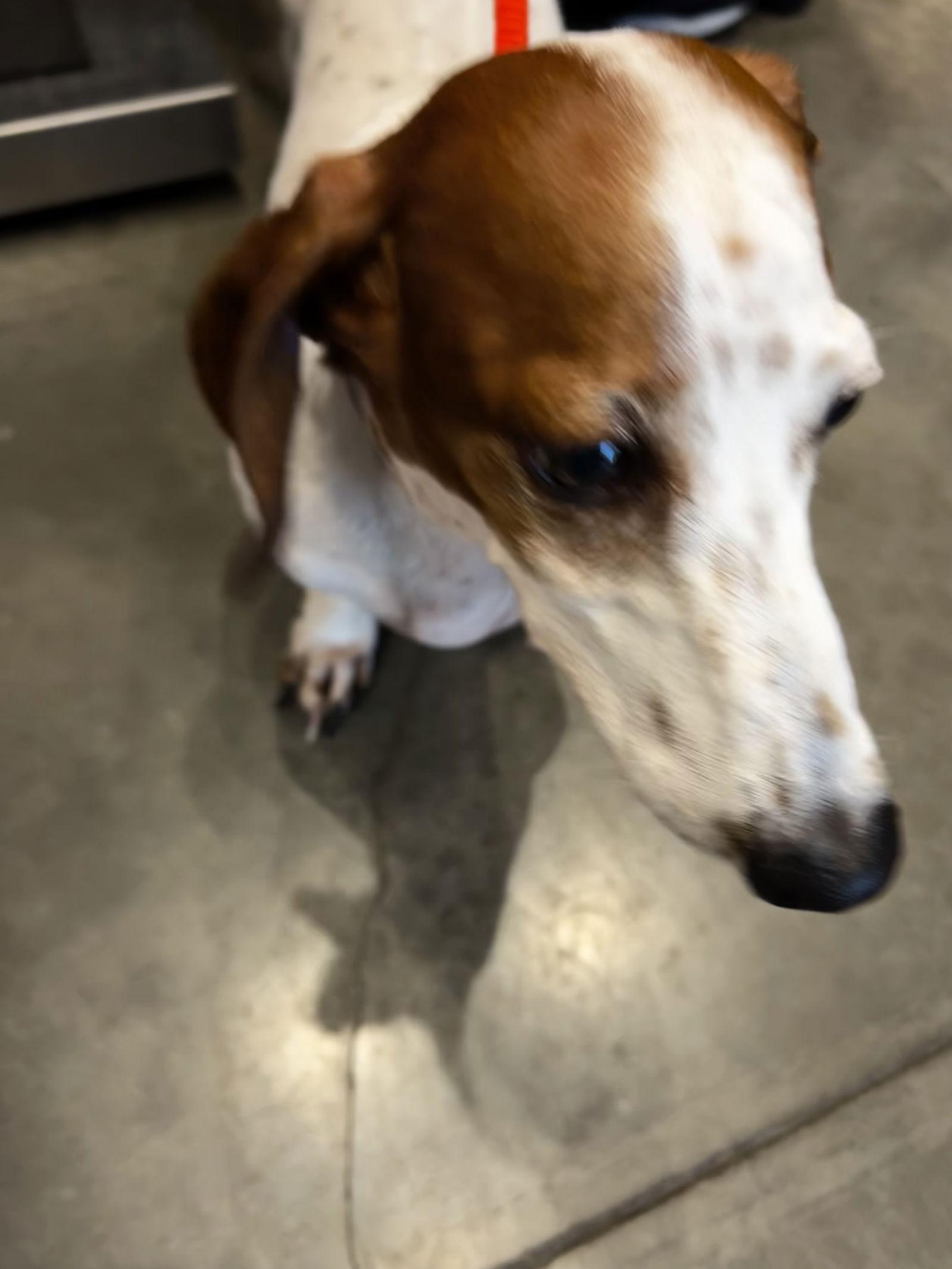 Peter Pan, a Adoptable Dachshund in Austin, TX image 3/3