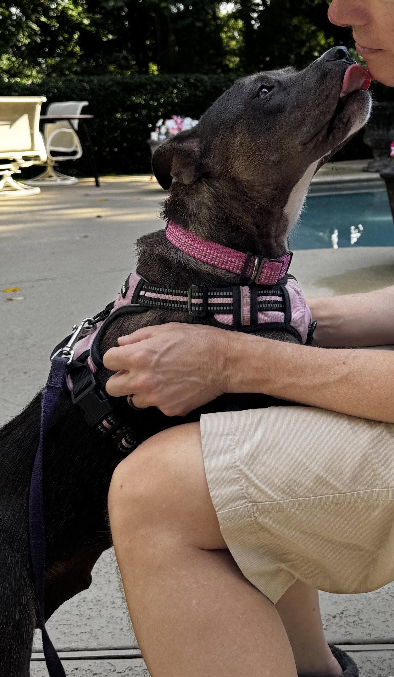 Mama, Adoptable, Young Female Labrador Retriever & Terrier.