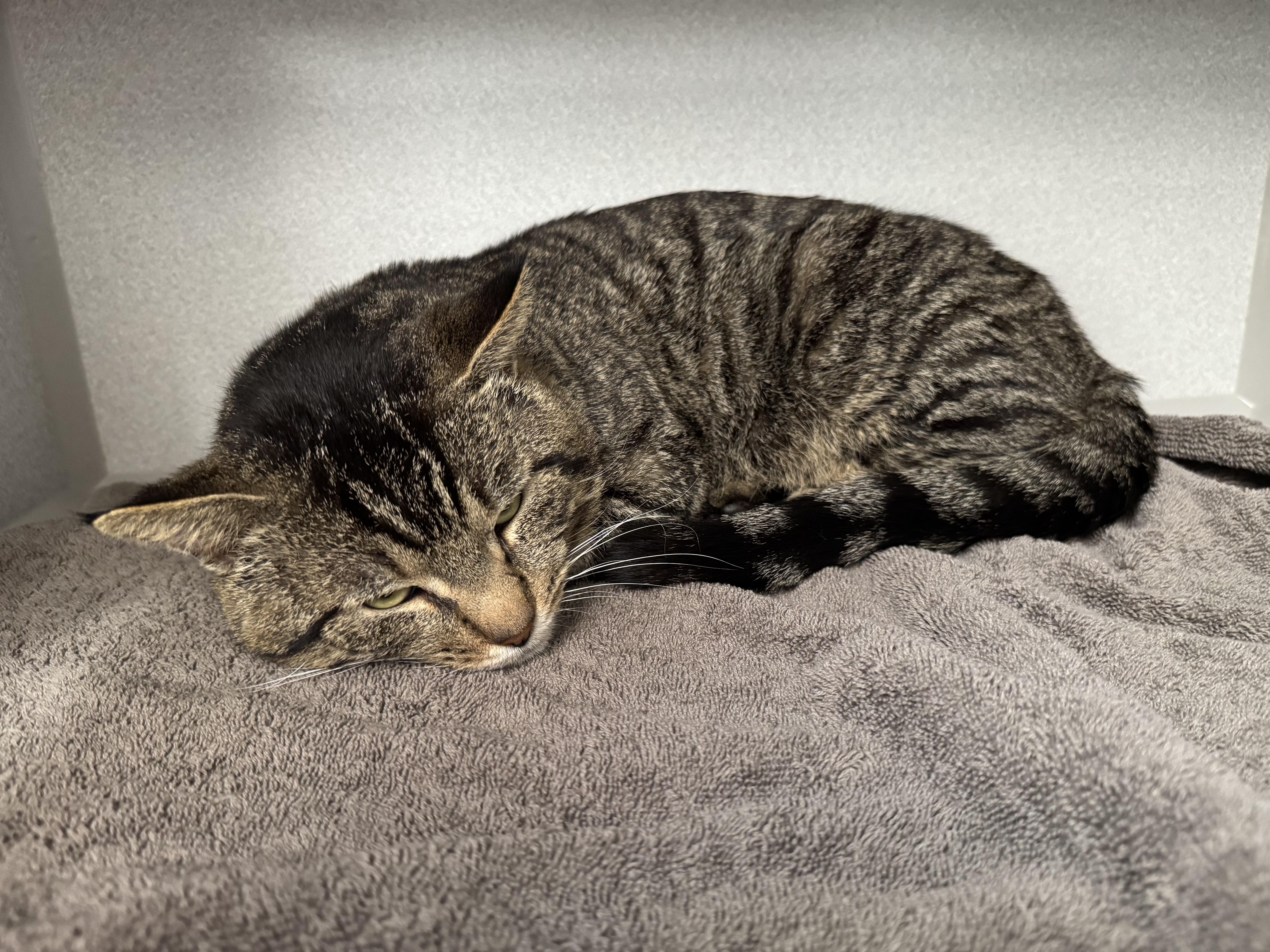 Enlarge *Klaus, an adopted mixed breed in Red Bluff, CA image 2/2