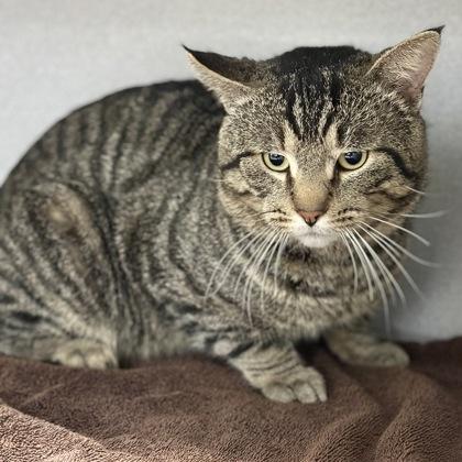 Enlarge *Klaus, an adopted mixed breed in Red Bluff, CA image 1/2