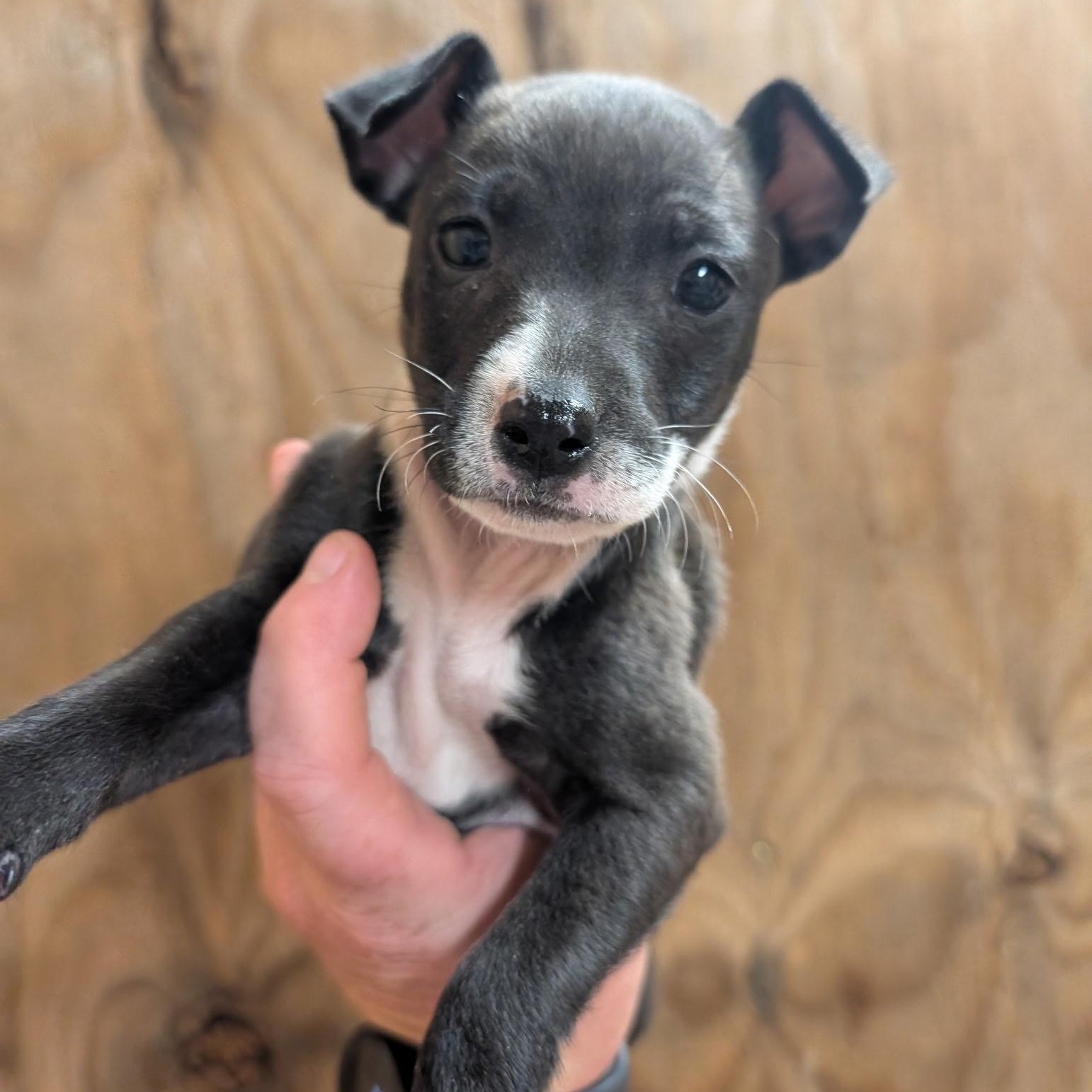 Enlarge Kennedy (Homeless Paws), an adopted mixed breed in Brewton, AL image 1/1