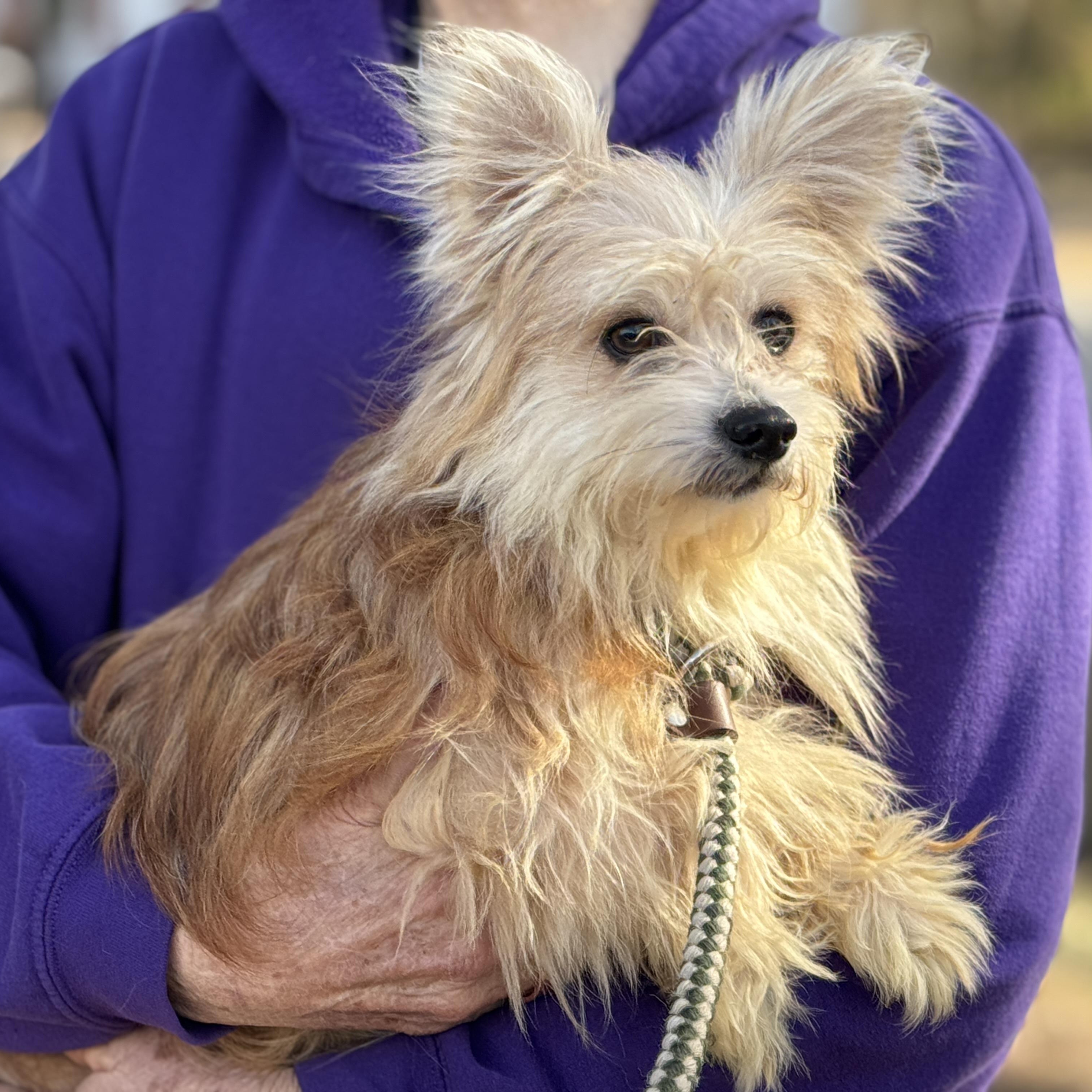 Enlarge Arthur, an adopted mixed breed in Richmond, VA image 3/6