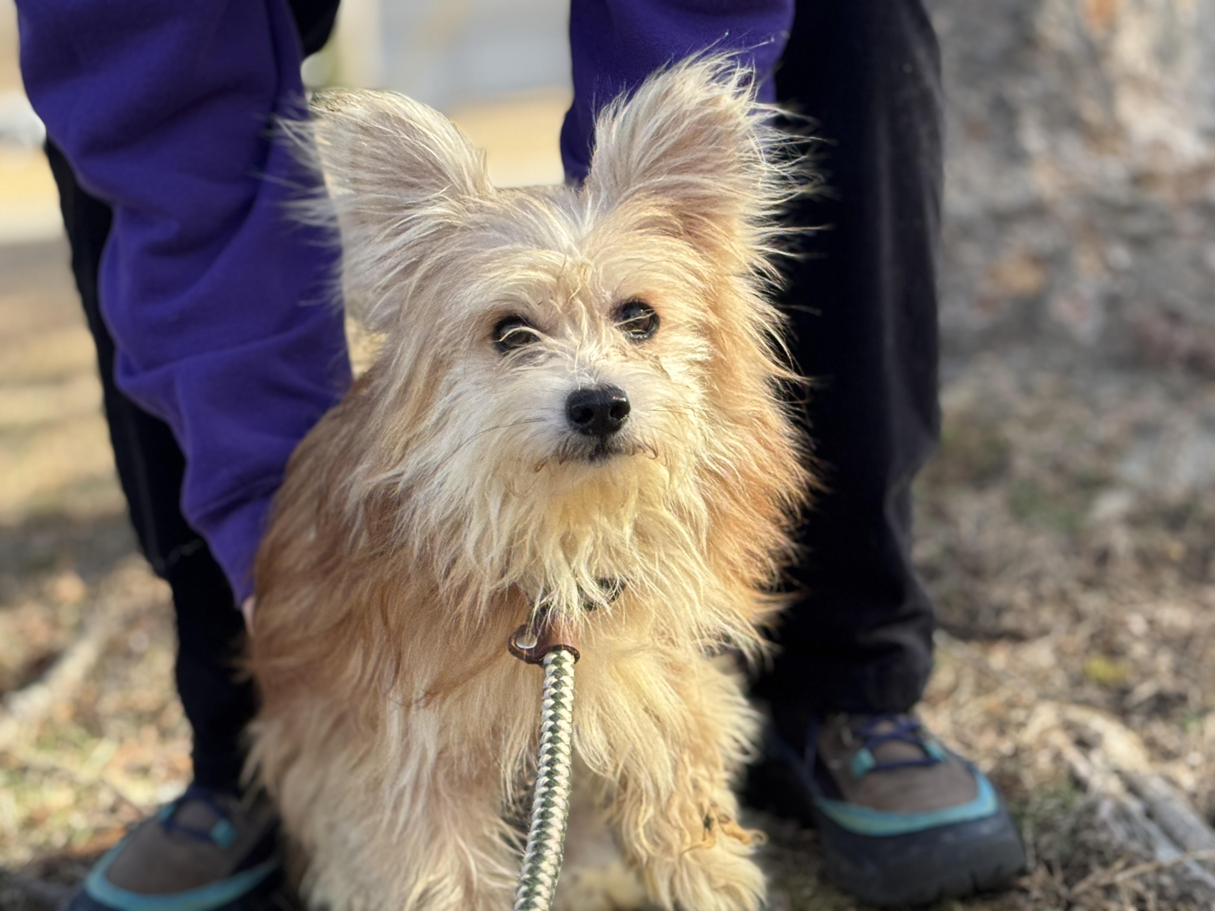 Enlarge Arthur, an adopted mixed breed in Richmond, VA image 4/6