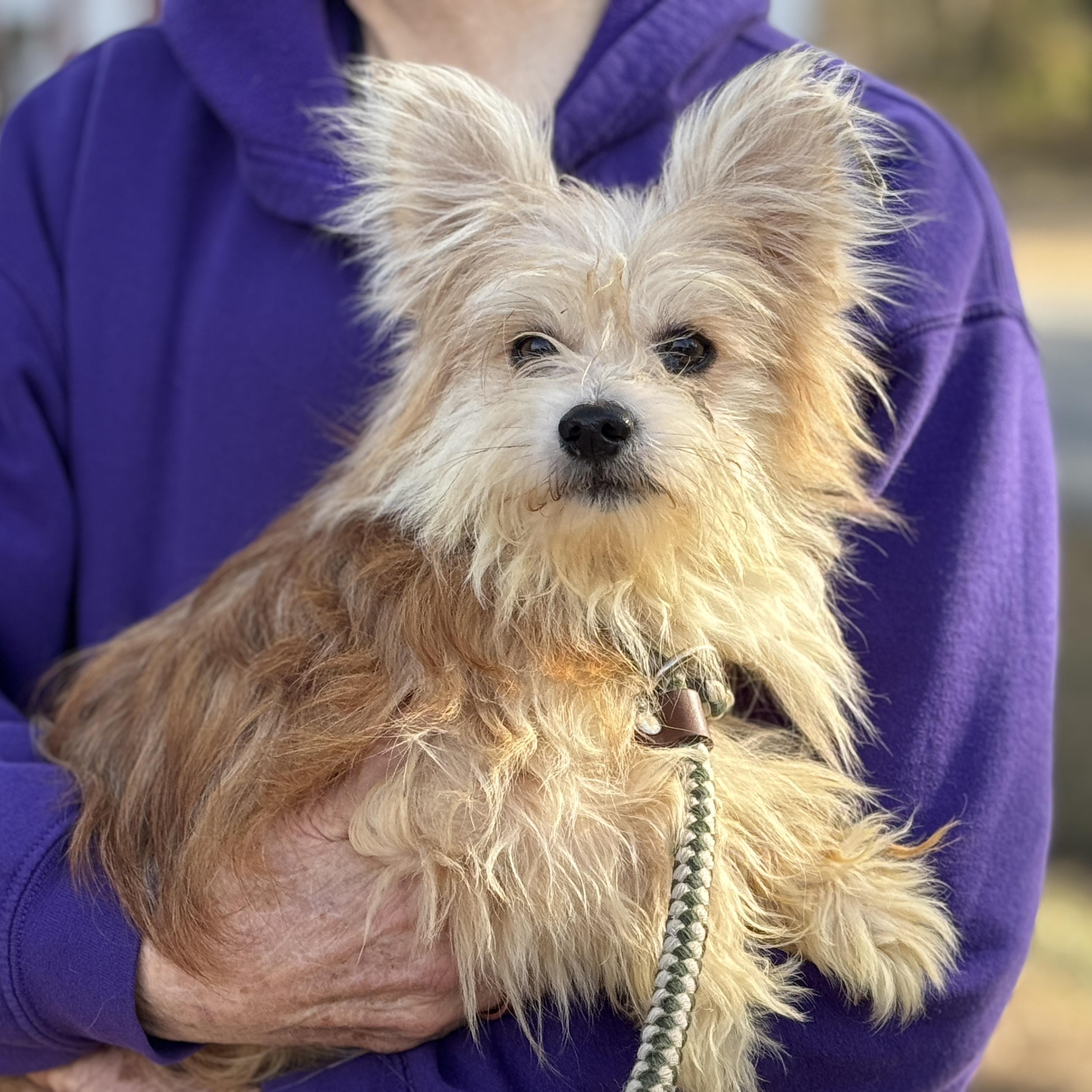 Arthur, adopted, Adult Male Yorkshire Terrier & Pomeranian.