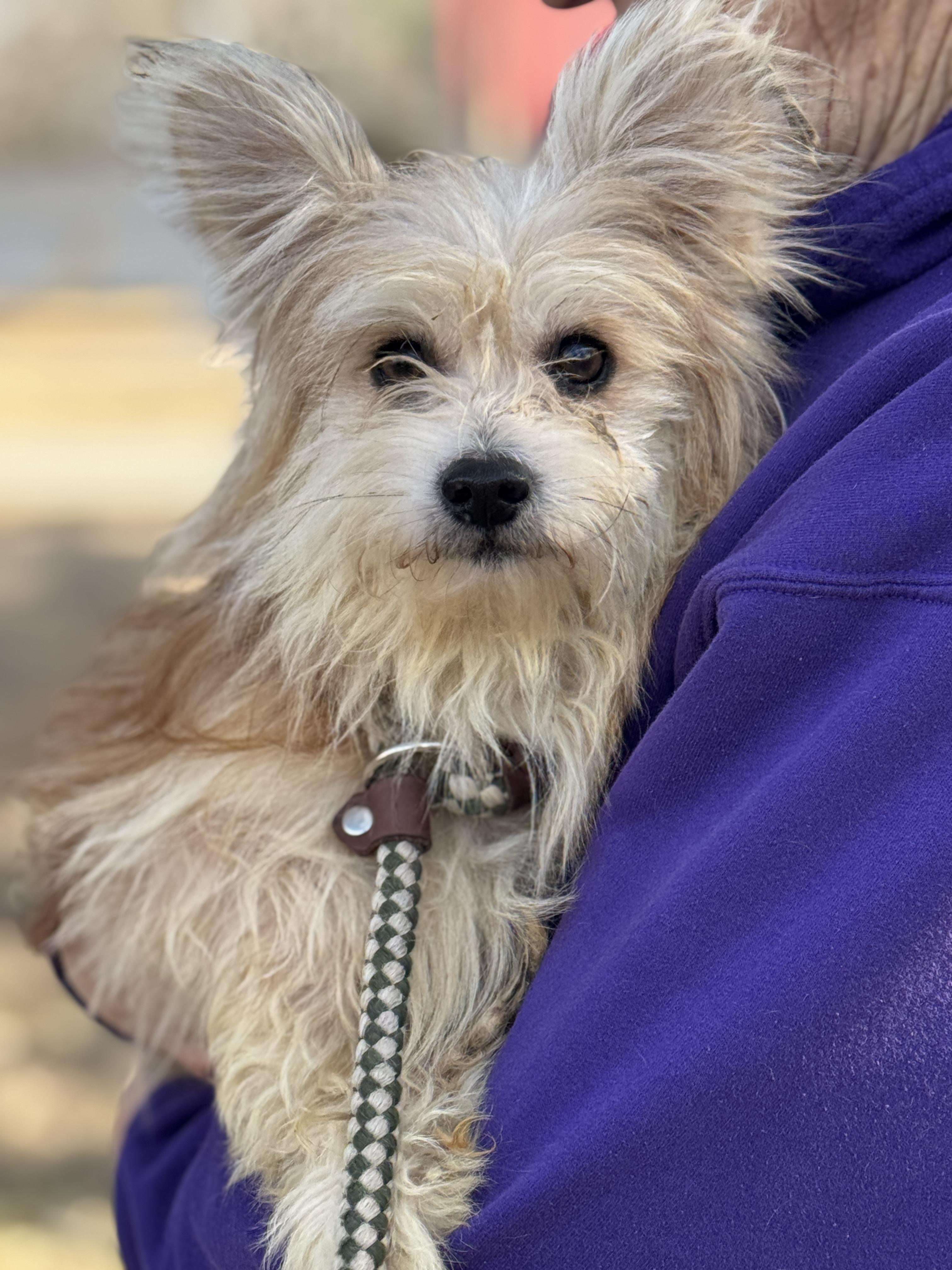 Enlarge Arthur, an adopted mixed breed in Richmond, VA image 2/6