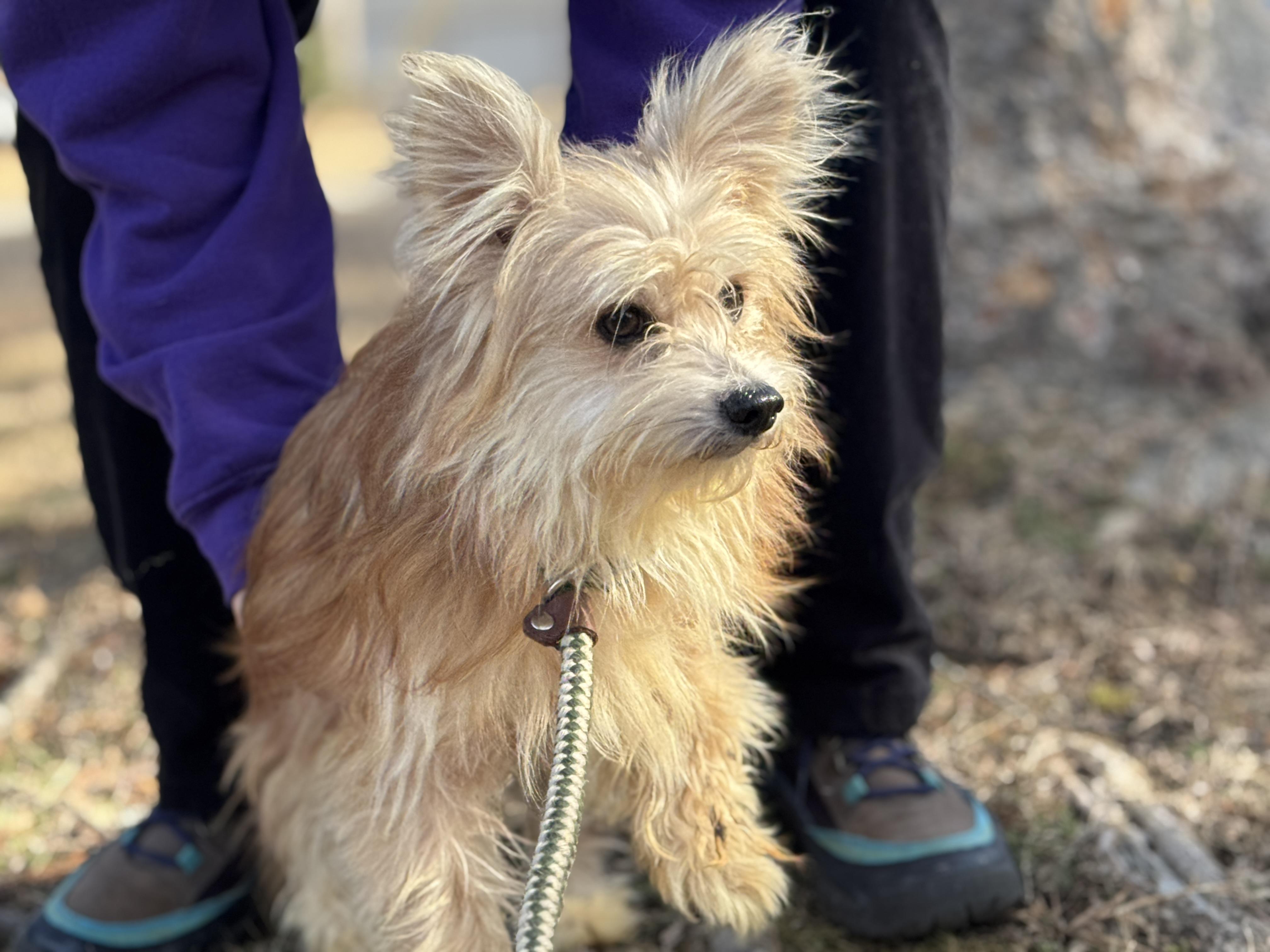 Enlarge Arthur, an adopted mixed breed in Richmond, VA image 6/6