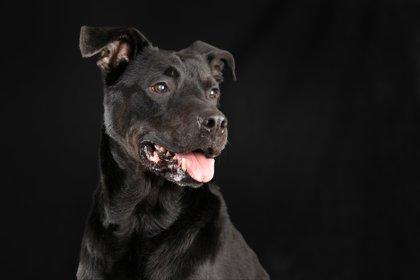 Enlarge Scooby, a Adoptable mixed breed in Savannah, GA image 1/3