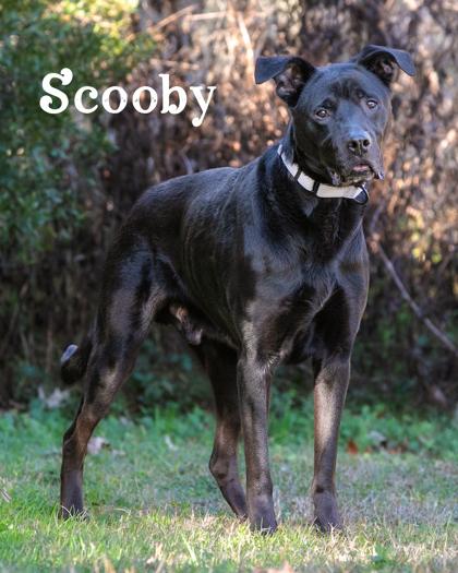 Scooby, Adoptable, Adult Male Mixed Breed & Mixed Breed.