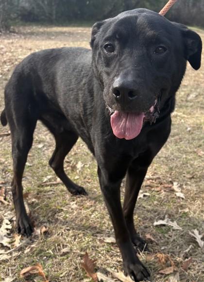 Scooby, a Adoptable mixed breed in Savannah, GA image 2/3