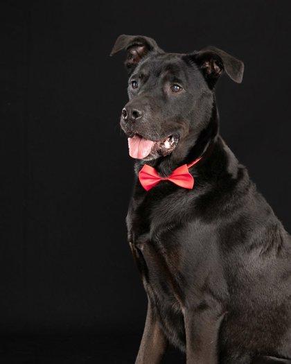 Enlarge Scooby, a Adoptable mixed breed in Savannah, GA image 2/3