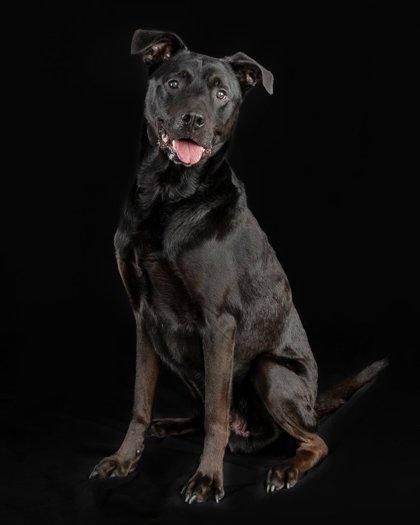 Enlarge Scooby, a Adoptable mixed breed in Savannah, GA image 3/3