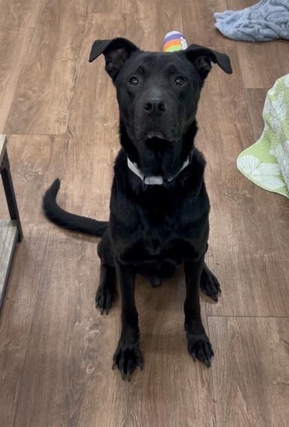 Scooby, a Adoptable mixed breed in Savannah, GA image 3/3