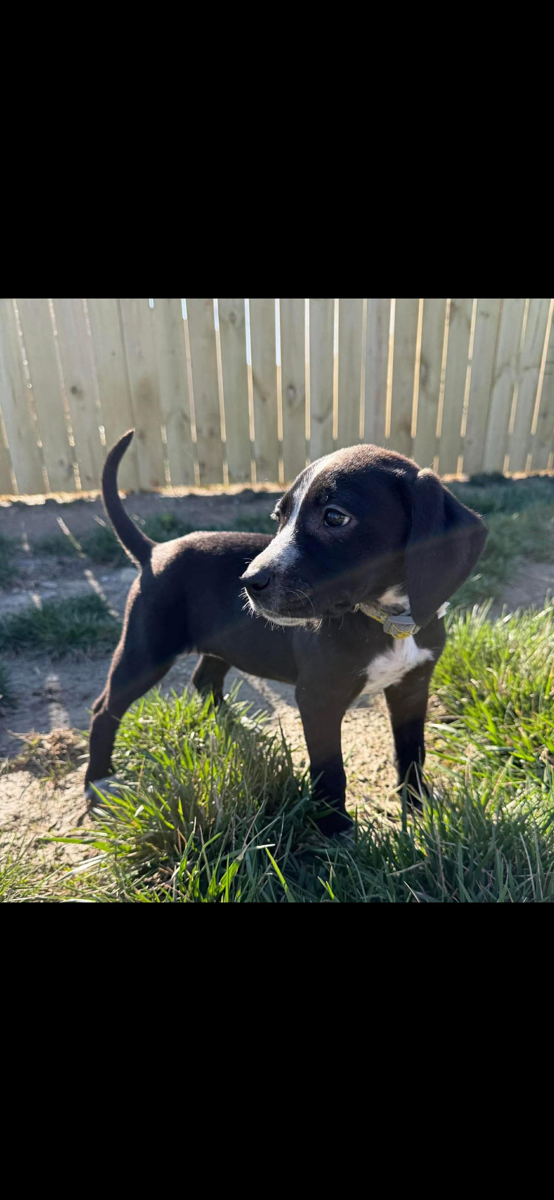 Enlarge Gabrielle, an adopted Mixed Breed in Fountaintown, IN image 4/6