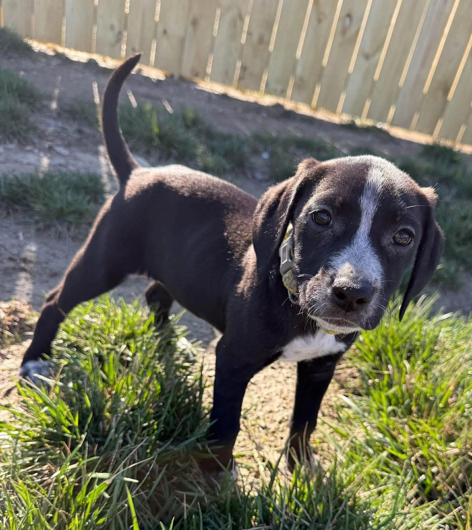 Gabrielle, adopted, Puppy Female Mixed Breed.