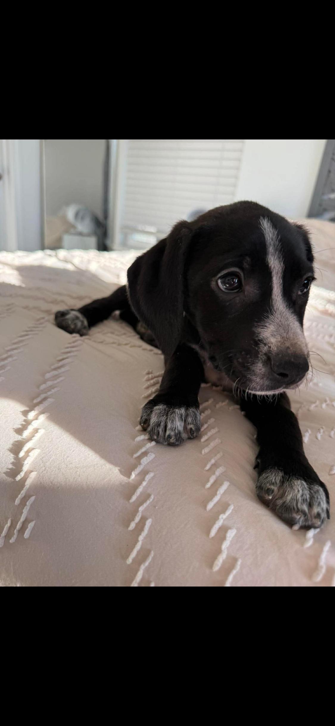 Enlarge Gabrielle, an adopted Mixed Breed in Fountaintown, IN image 2/6