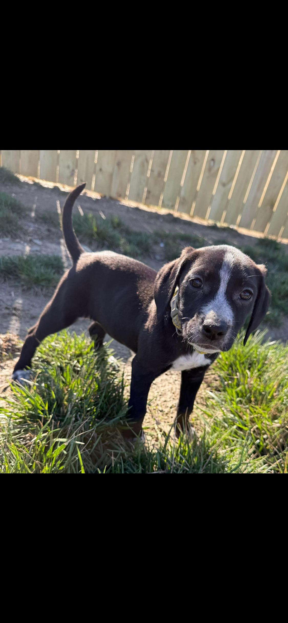 Enlarge Gabrielle, an adopted Mixed Breed in Fountaintown, IN image 3/6