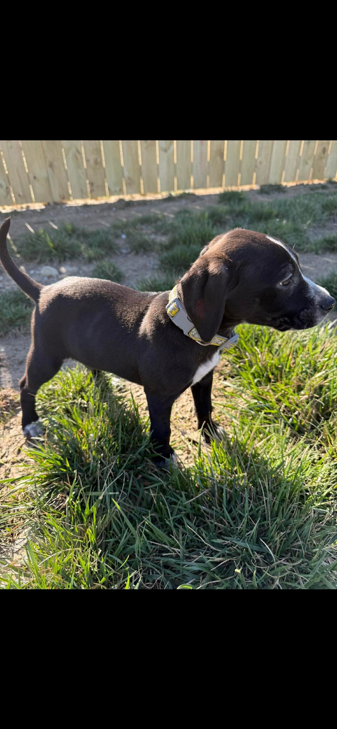 Enlarge Gabrielle, an adopted Mixed Breed in Fountaintown, IN image 5/6