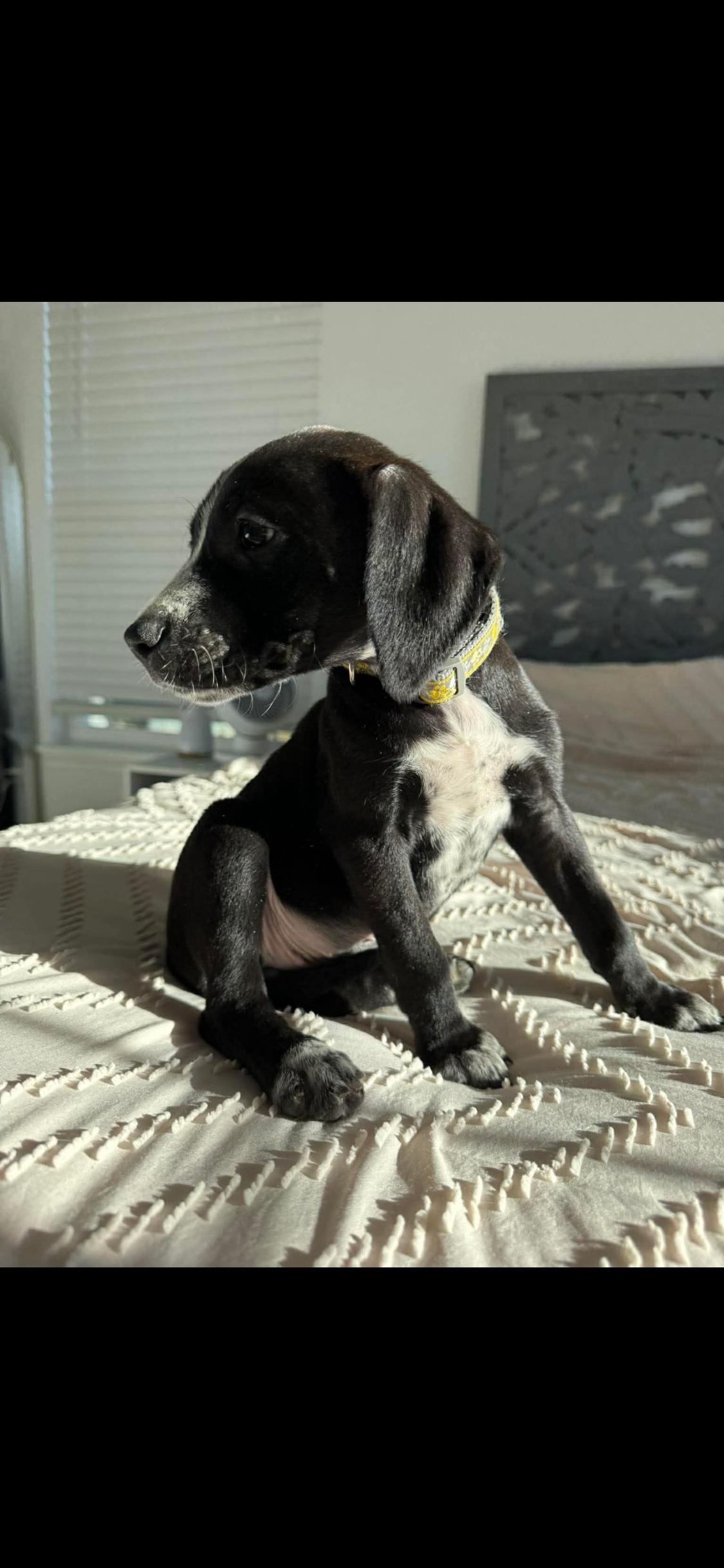 Enlarge Gabrielle, an adopted Mixed Breed in Fountaintown, IN image 6/6