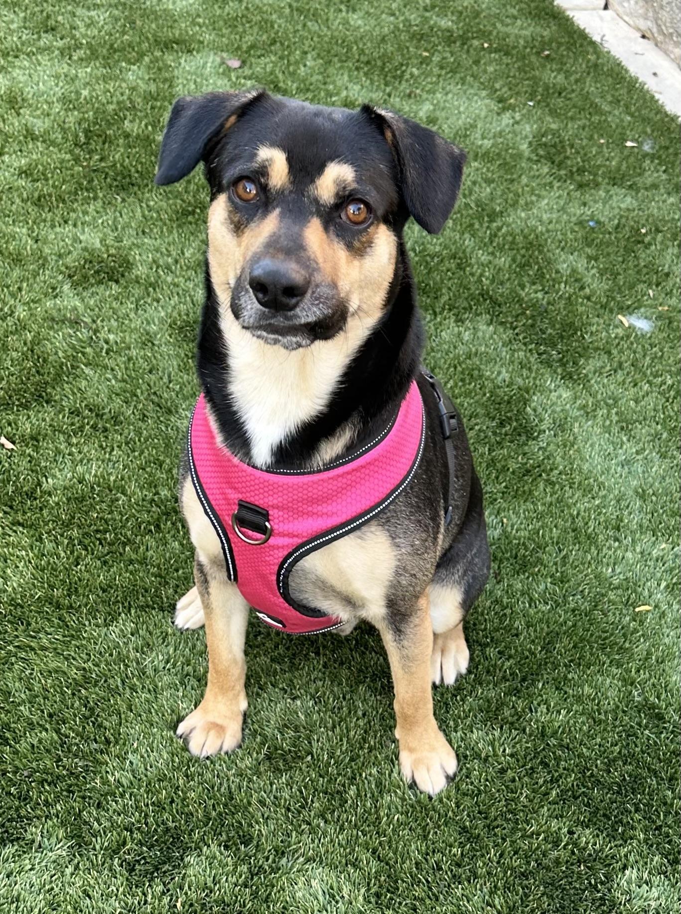 Enlarge GIBBS, a ADOPTABLE mixed breed in San Jose, CA image 3/3