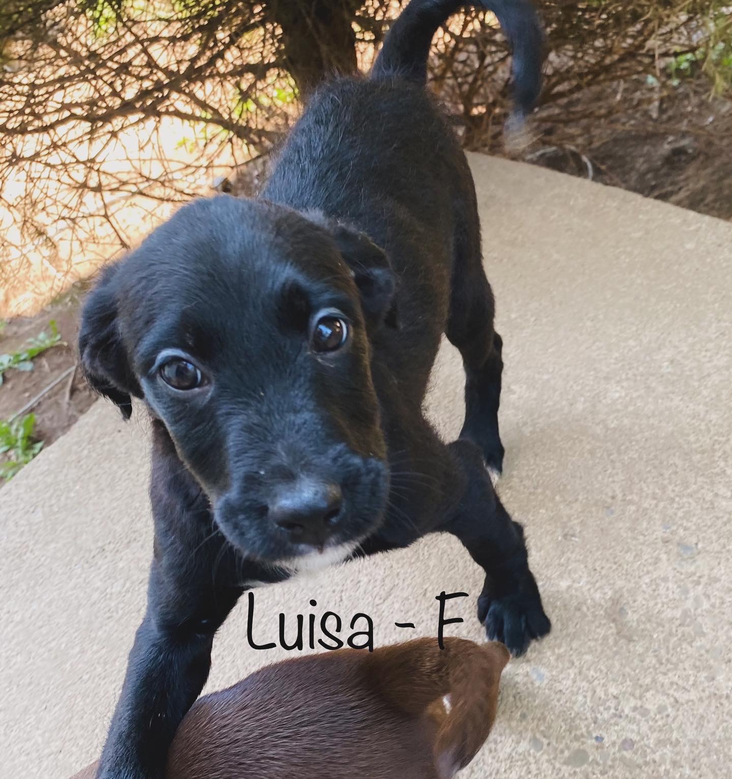 Luisa, an adopted Terrier & Labrador Retriever Mix in West Falls, NY_image-1