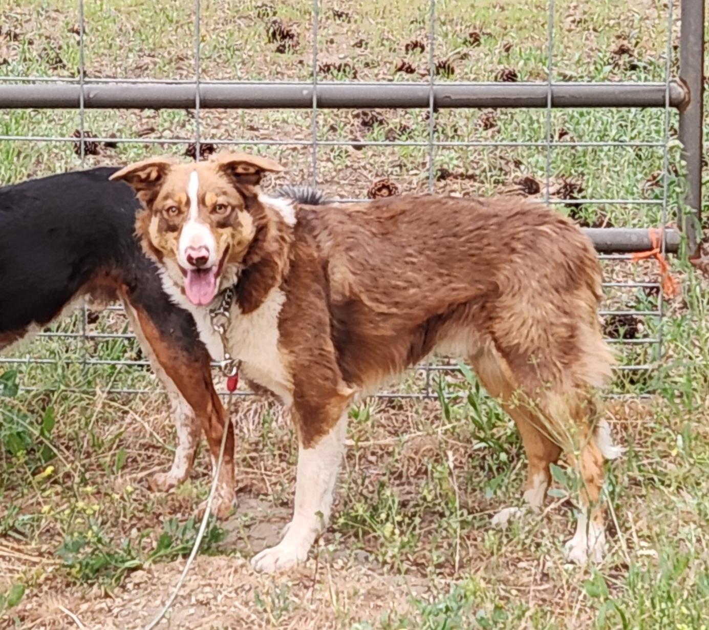 Champ, ADOPTABLE, Young Male Border Collie.