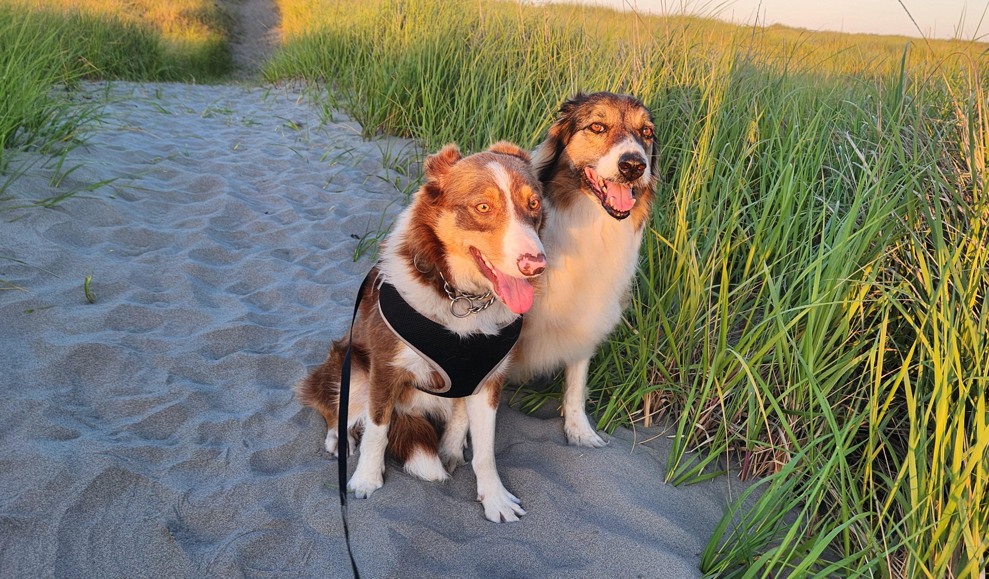 Champ, a ADOPTABLE Border Collie in Goldendale, WA image 5/6