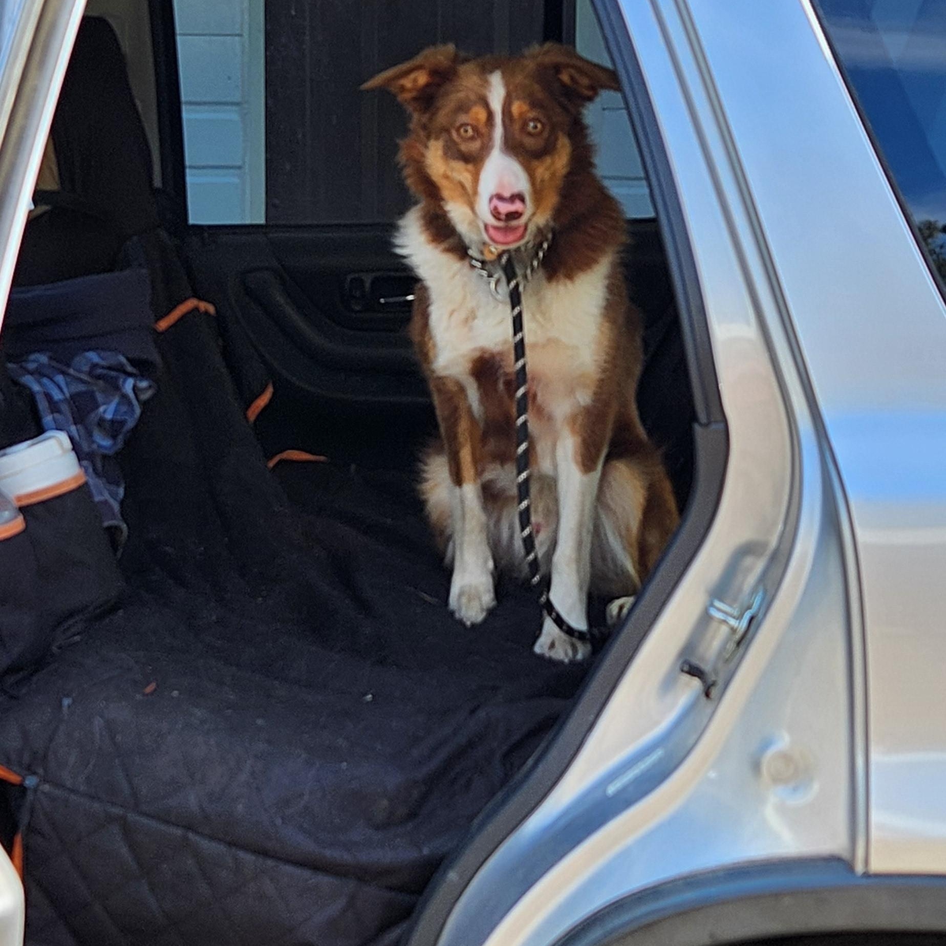Champ, a ADOPTABLE Border Collie in Goldendale, WA image 6/6