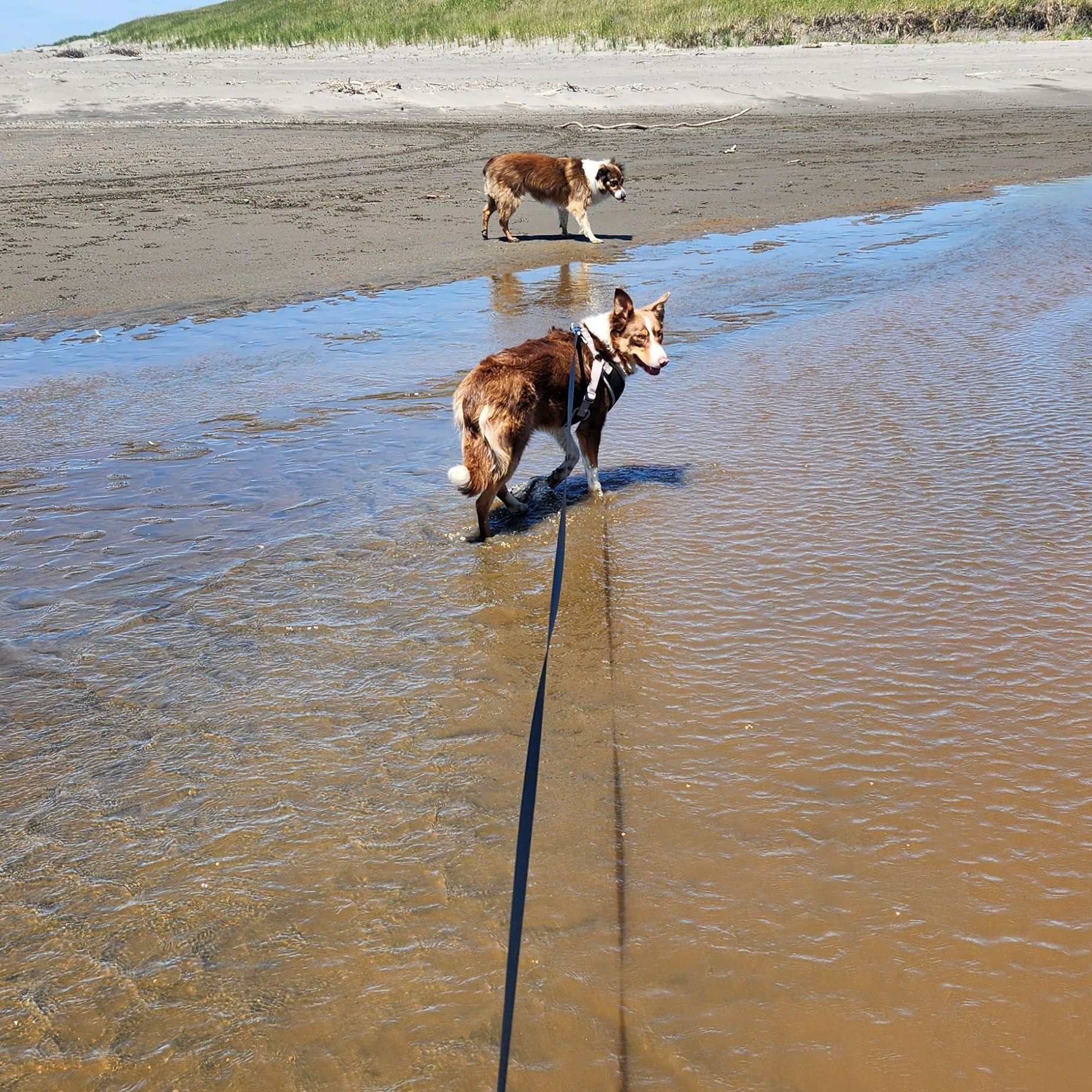 Champ, a ADOPTABLE Border Collie in Goldendale, WA image 4/6
