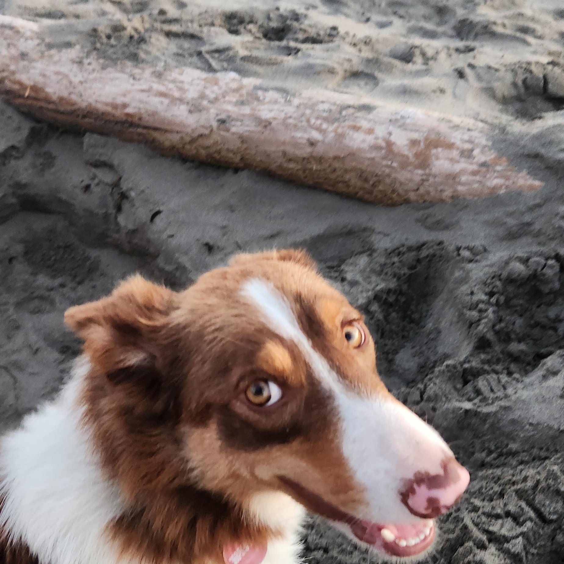 Champ, a ADOPTABLE Border Collie in Goldendale, WA image 3/6