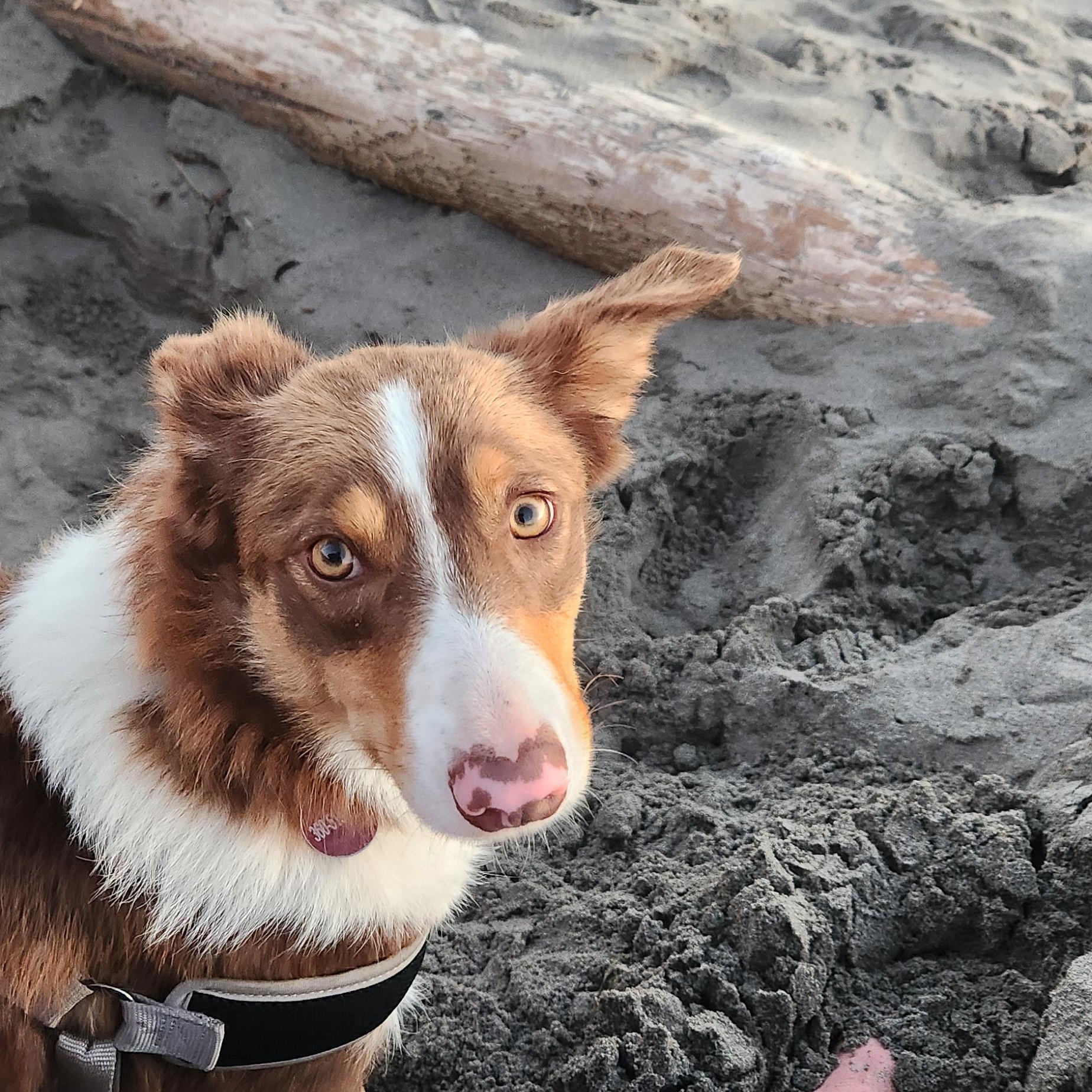 Champ, a ADOPTABLE Border Collie in Goldendale, WA image 2/6