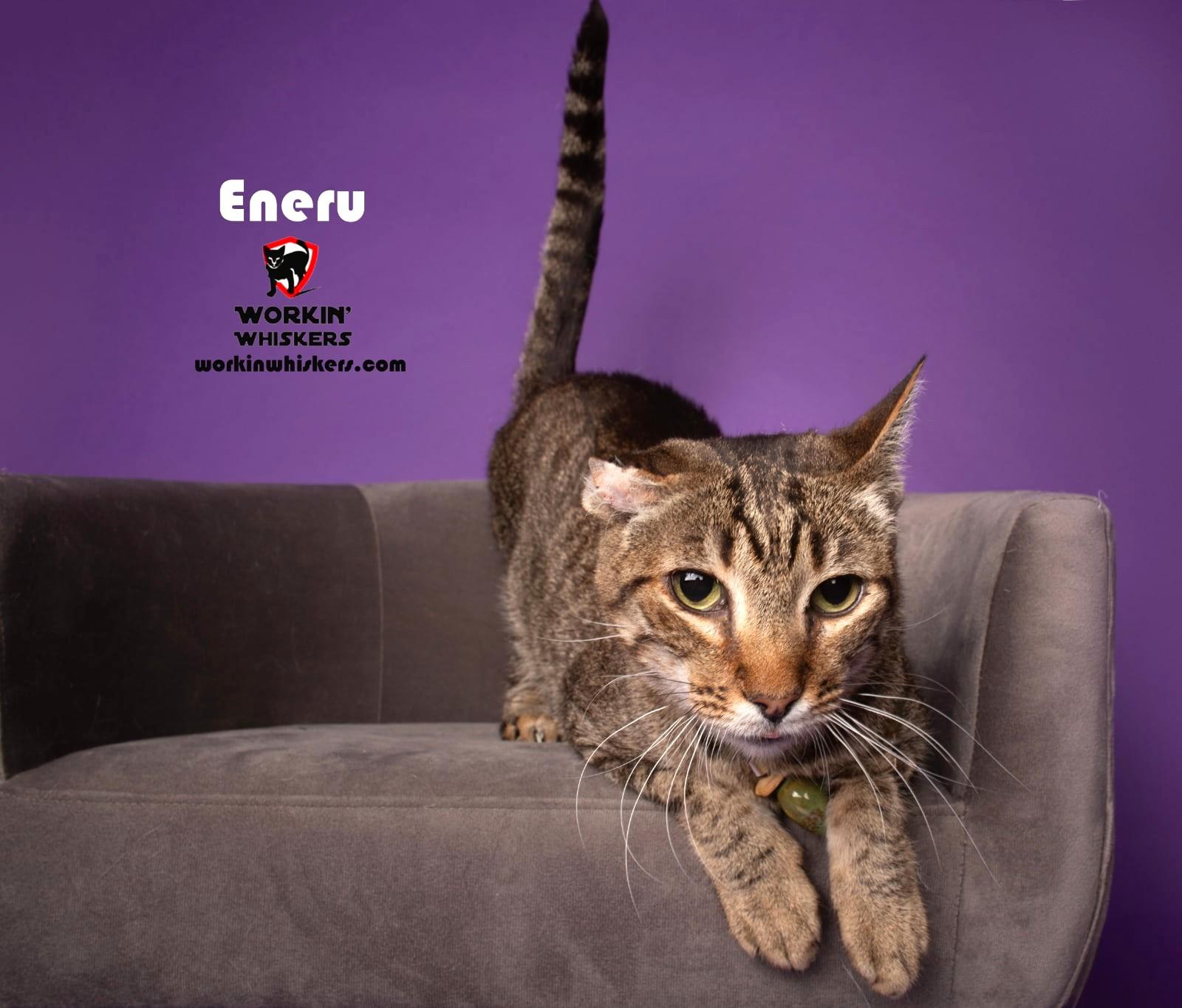 ENERU, Adoptable, Adult Male Egyptian Mau & Tabby.
