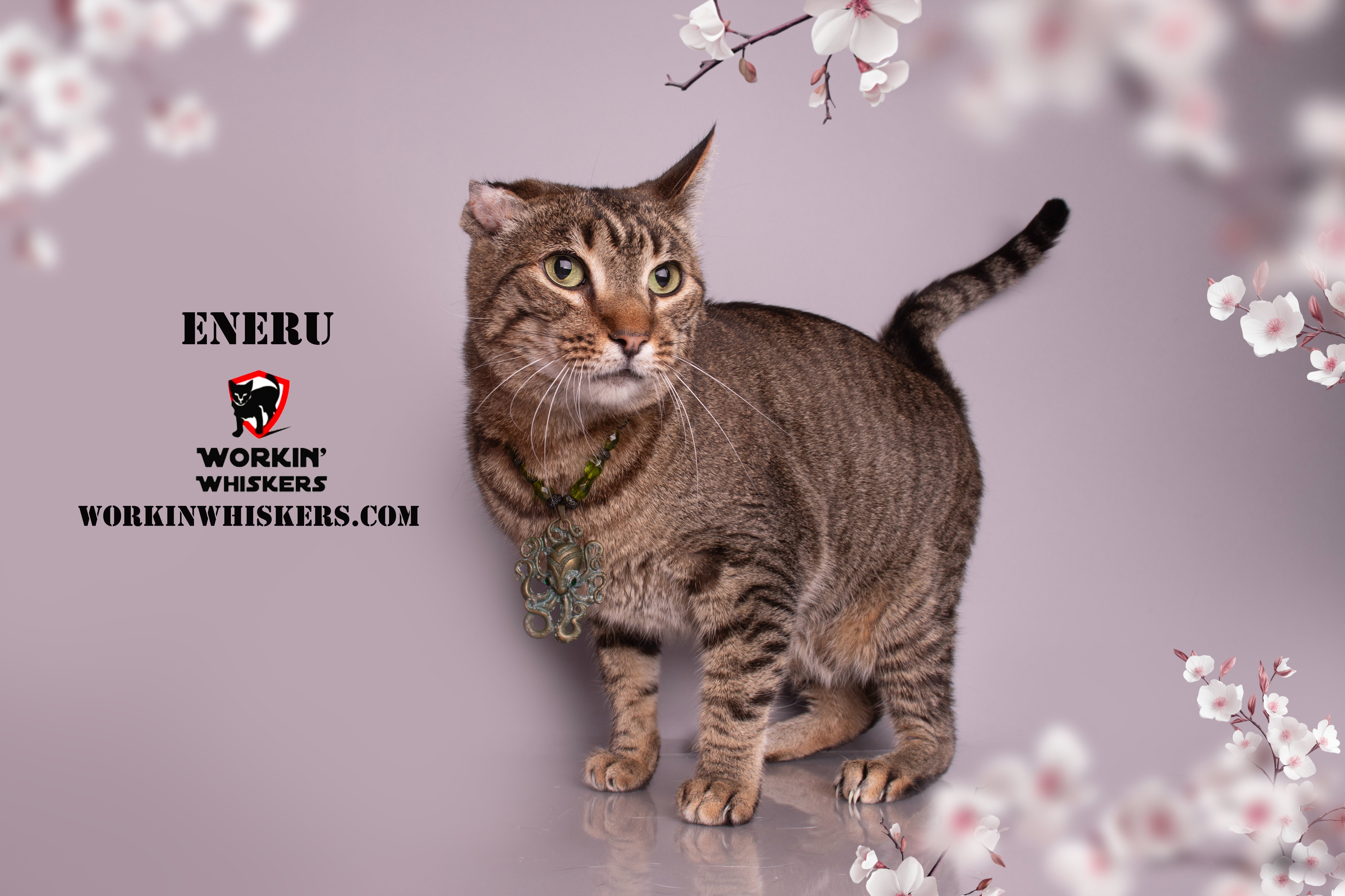 Enlarge ENERU, a Adoptable mixed breed in HEMET, CA image 2/4