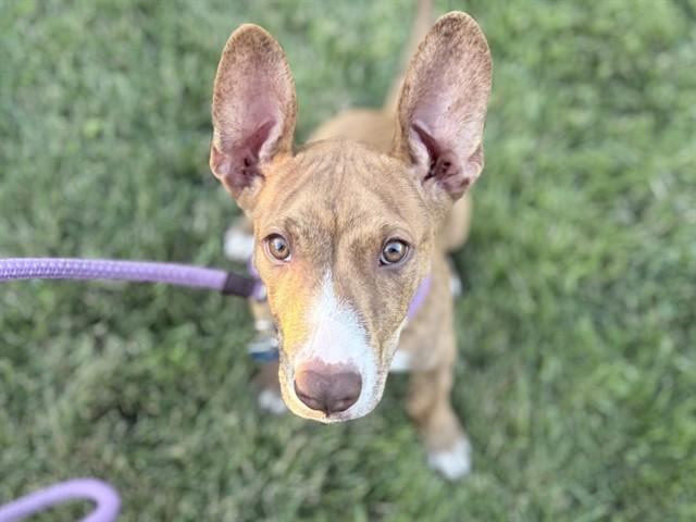 Enlarge BURR, a Adoptable mixed breed in Ames, IA image 1/1