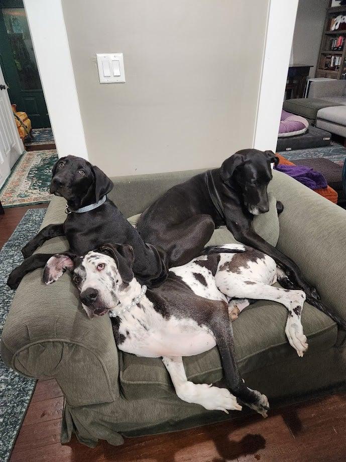 Enlarge Acorn, a ADOPTABLE Great Dane in Pensacola, FL image 4/6