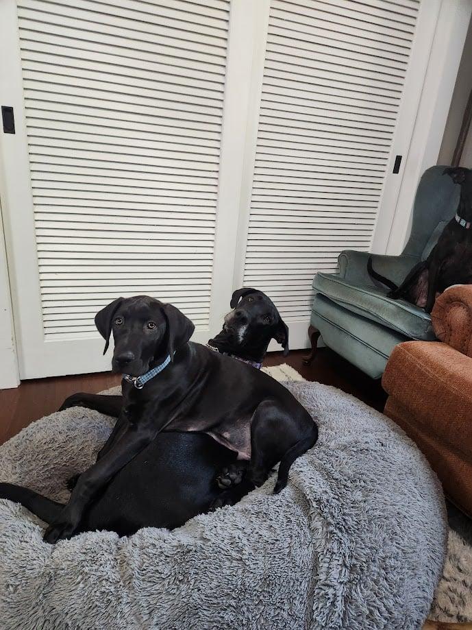 Enlarge Acorn, a ADOPTABLE Great Dane in Pensacola, FL image 6/6