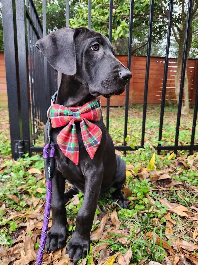 Enlarge Acorn, a ADOPTABLE Great Dane in Pensacola, FL image 2/6