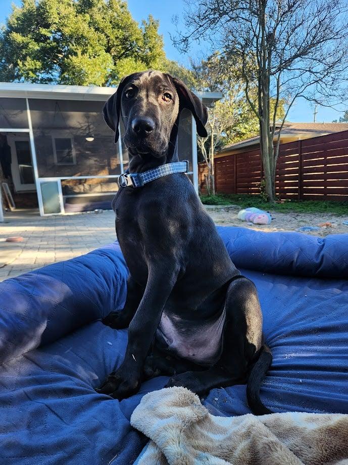 Enlarge Acorn, a ADOPTABLE Great Dane in Pensacola, FL image 1/6